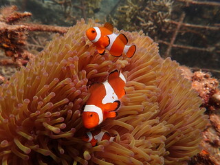 Sea anemones found at natural coral