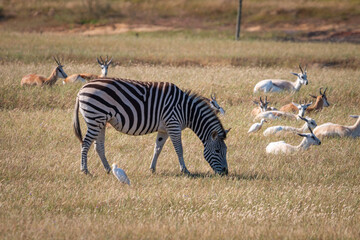 Obraz na płótnie Canvas Grazing zebras in Stanford, Klein Rivier Valley, South Africa.
