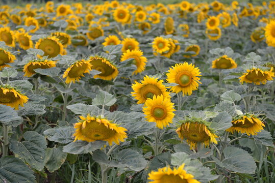 Sunflower field in Moravia Czech Republic