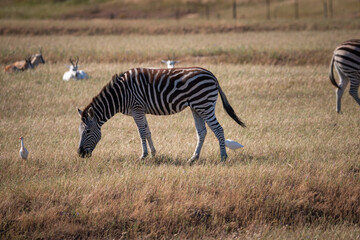 Obraz na płótnie Canvas Grazing zebras in Stanford, Klein River Valley, South Africa with cattle egret.