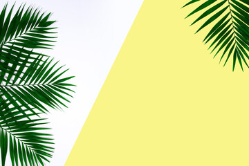 Fototapeta premium Exotic green tropical palm leaves isolated on white yellow background. Design for invitation cards, flyers. Abstract design templates for posters, covers, wallpapers with copyspace for text.