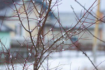
autumn tree covered with the first snow on the background of a village house and a brown gate, the first snow
