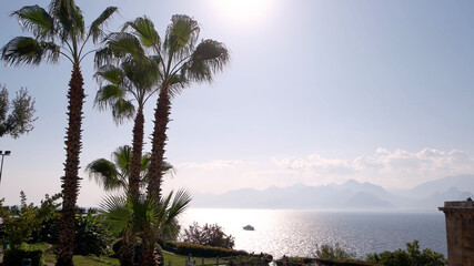 Beautiful palm trees growing on the seashore. Yacht floating on sea on a sunny day. Beautiful tropical landscape. Summer vacation concept.
