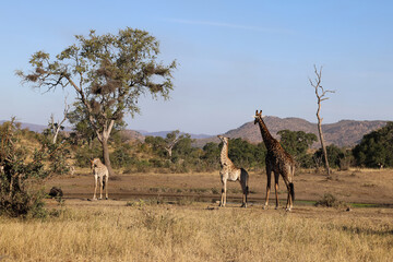 Giraffe / Giraffe / Giraffa Camelopardalis