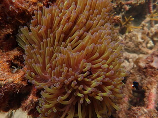 Sea anemones found at natural coral reef