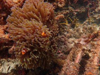 Naklejka na ściany i meble Sea anemones found at natural coral reef