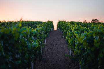 Fototapeta na wymiar Sunset in a vineyard in South Moravia, Czech Republic