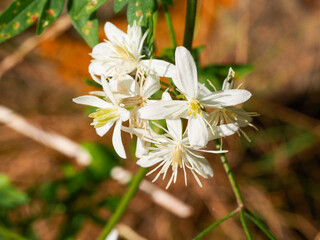 Fragrant Virgin's-Bower (Clematis flammula)