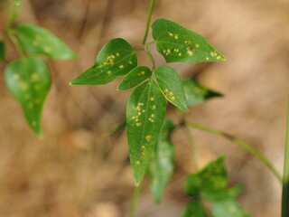 Fragrant Virgin's-Bower (Clematis flammula)