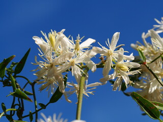 Fragrant Virgin's-Bower (Clematis flammula)