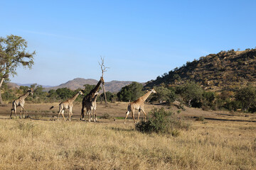 Giraffe / Giraffe / Giraffa Camelopardalis