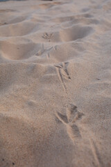 footprints, sandy beaches, washed trees