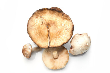 Wild Foraged Mushroom selection isolated on white background, with shadow.