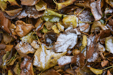 Yellow dry leaves lie on the ground, covered with a thin layer of white tender snow in December.