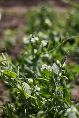 Flowering peas plant in a field. Ecological natural product