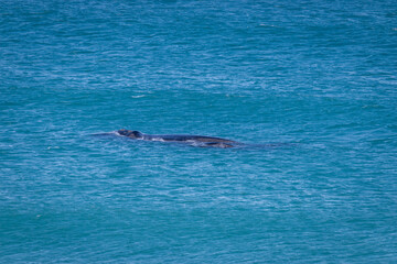 Naklejka premium Humback whale with its calf in the Indian Ocean at De Hoop Nature Reserve, South Africa.