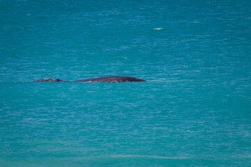 Fototapeta premium Humback whale with its calf in the Indian Ocean at De Hoop Nature Reserve, South Africa.