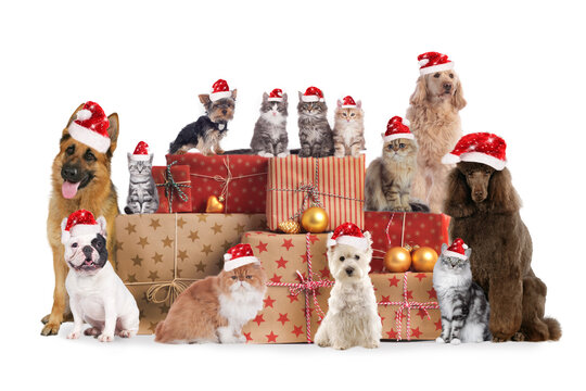 Big group of cats and dog with christmas gifts on  white background