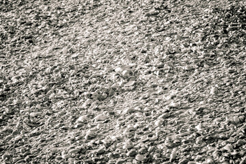 Small shells covering the full image in black and white