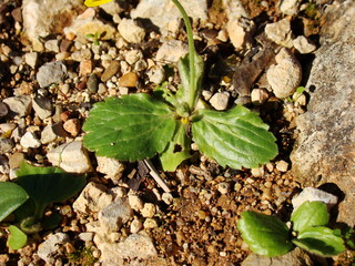 Autumn Buttercup (Ranunculus bullatus)