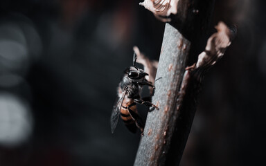bee macro