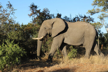 Fototapeta premium Afrikanischer Elefant / African elephant / Loxodonta africana