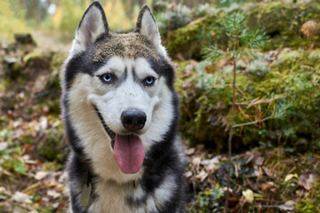 Happy smiling husky dog with tongue out of mouth. Blue-eyed playful siberian husky dog. Muzzle in sand and mud