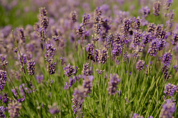 Obraz premium Lavendel close up 