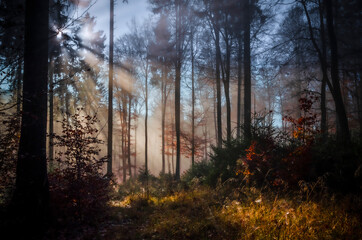 Fototapeta premium Herbst-Wald am Altkönig, Taunus, Sonnenstrahlen