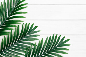 Tropical palm dark green leaves on white painted wooden boards. Copy space. Abstract floral background