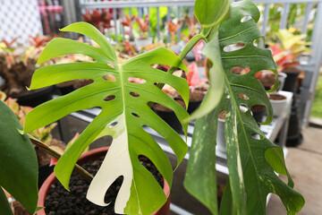 Obraz premium Monstera variegata with green and white or green and yellow leaf colors