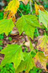 Leaves on branches in autumn