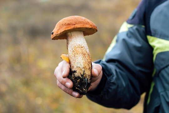 Leccinum aurantiacum mushroom, boletus. Male mushroom picker hands hold edible red-footed mushroom.