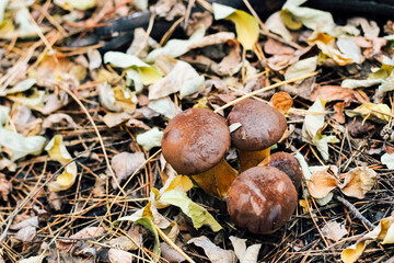 Imleria badia mushroom, Polish mushroom. Edible mushroom growing in the autumn fox.