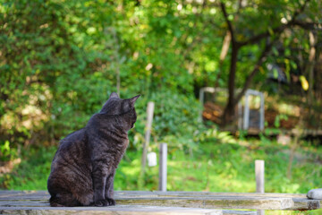 森の中の猫　茂みを見つめる