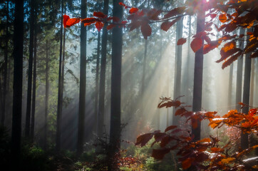 Herbst-Wald am Altkönig, Taunus, Sonnenstrahlen, Indian Summer