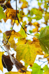 Leaves on branches in autumn