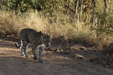 Leopard / Leopard / Panthera pardus.