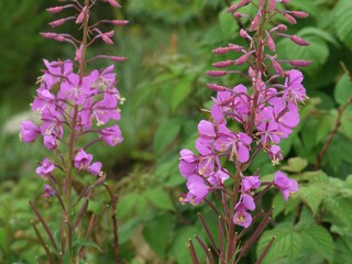 Flowers of Colorado