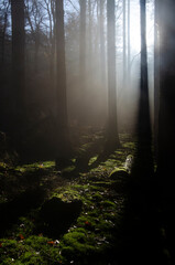 Naklejka premium Herbst-Wald am Altkönig, Taunus, Sonnenstrahlen