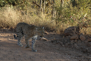 Leopard / Leopard / Panthera pardus.