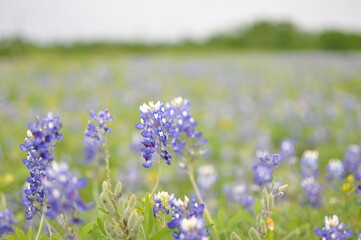 Obraz premium Texas Blue Bonnets