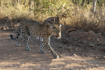 Obraz premium Leopard / Leopard / Panthera pardus.