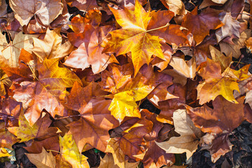 fading leaves on the bottom