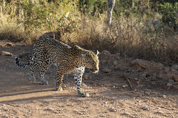 Leopard / Leopard / Panthera pardus.