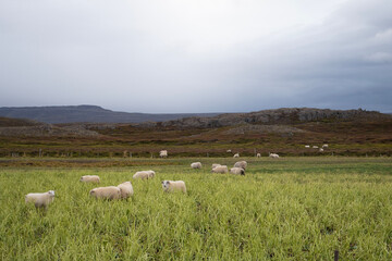 sheep in the field