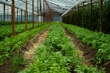 greenhouse with plants