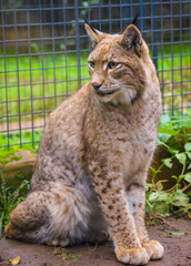 Beautiful European lynx in a zoo.