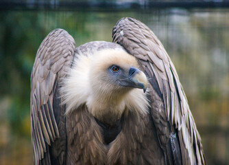 Griffon vulture close up in a zoo.
