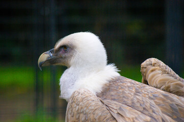 Griffon vulture close up in a zoo.